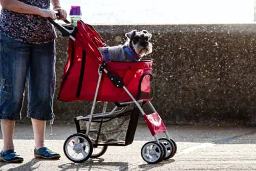 Os principais Signos que tratam os pets como filhos