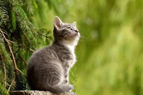 Saiba um pouco mais sobre 8 sinais e superstições associadas aos gatos