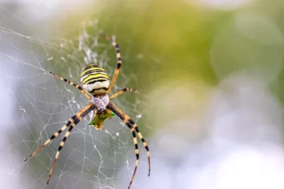 Veja mais sobre Sonhar com aranha: significado do sonho