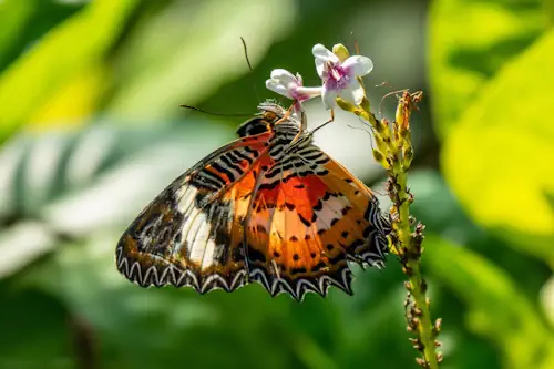 Veja mais sobre Sonhar com borboleta: o que significa?