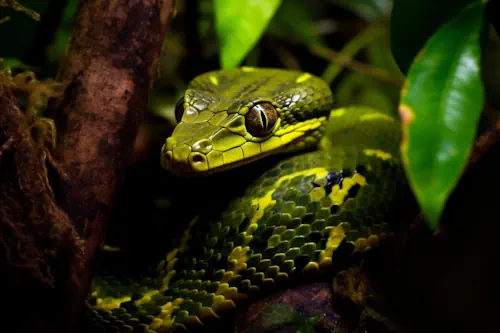 Veja mais sobre Sonhar com cobra: significado do sonho