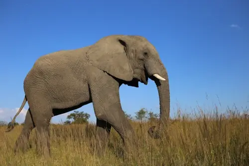Veja mais sobre Sonhar com elefante o que significa