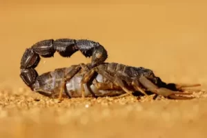 Veja mais sobre Sonhar com escorpião o que significa