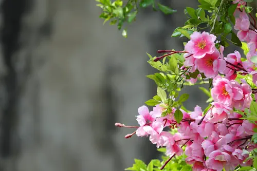 Veja mais sobre Sonhar com flores: significado do sonho