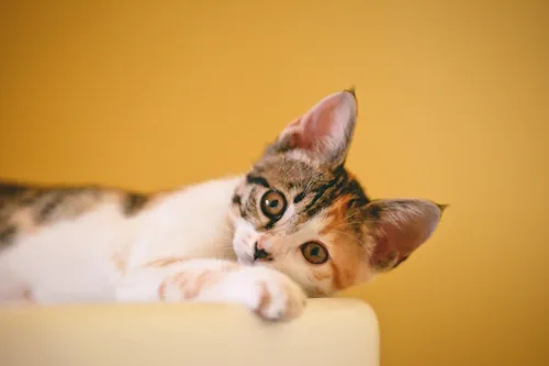 Veja mais sobre Sonhar com gato o que significa