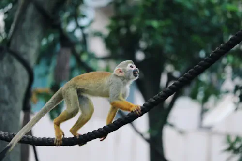 Veja mais sobre Sonhar com macaco significado do sonho