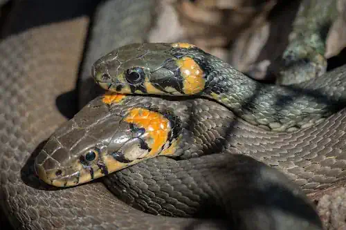Veja mais sobre Sonhar com muitas cobras o que significa