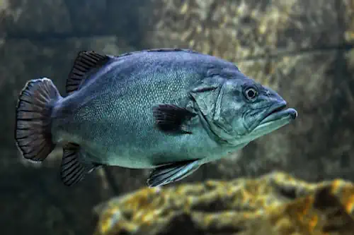 Veja mais sobre Sonhar com peixe significado do sonho