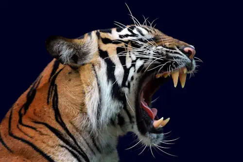 Veja mais sobre Sonhar com tigre: o significado do sonho