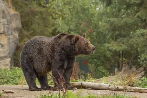 Veja mais sobre Sonhar com urso: o que significa?