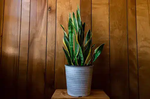 Veja mais sobre o significado da planta Espada de São Jorge