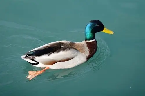 Veja algumas interpretações do que significa sonhar com um pato