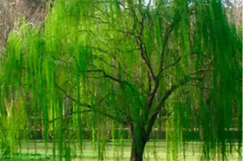 Conheça a Árvore e plantas de Peixes