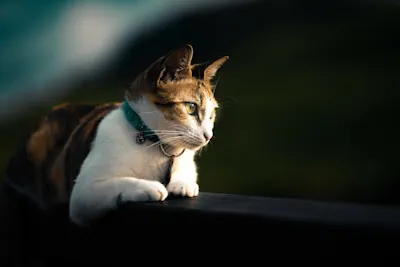 Confira os 12 signos do zodíaco como raças de gatos