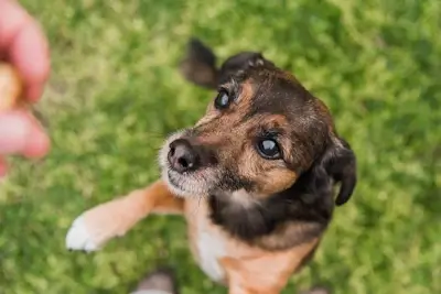 Confira eveja os signos que mais tendem a adotar um animal de rua