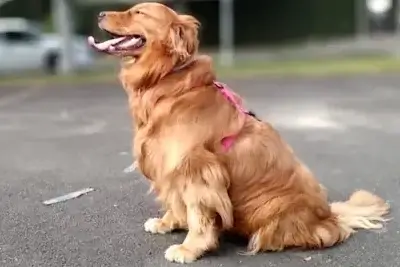 Veja Sonhar com cachorro Descubra o que seu sonho quer te dizer