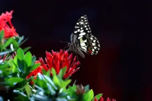 O que significa quando uma borboleta entra em sua casa? 5 sinais!