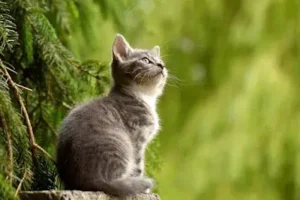 8 sinais e superstições associadas aos gatos