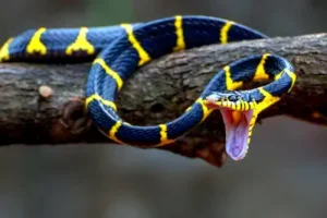 Sonhar com Cobra: Um sonho que pode ser um convite oculto