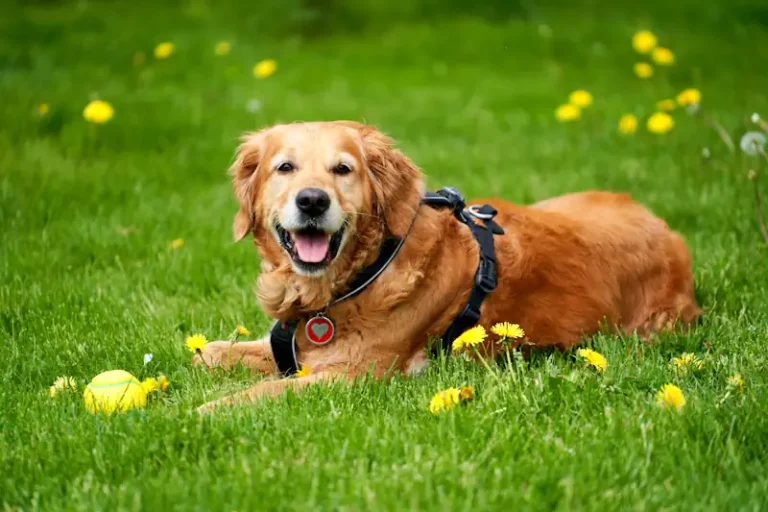 Sonhar com cachorro: descubra o que seu sonho quer te dizer